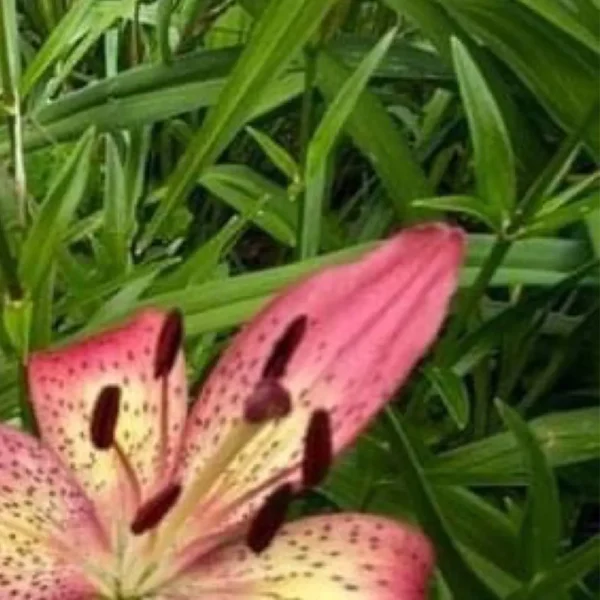 Pink speckled lily with dark stamens