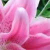 Close-up pink spotted lily petals