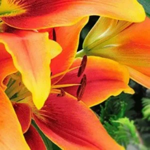 Orange lily petal detail with dark stamens