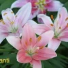 Cluster of pink Chianti lilies in bloom
