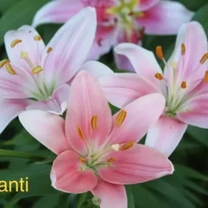 Cluster of pink Chianti lilies in bloom