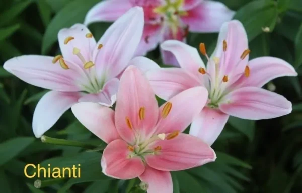 Cluster of pink Chianti lilies in bloom