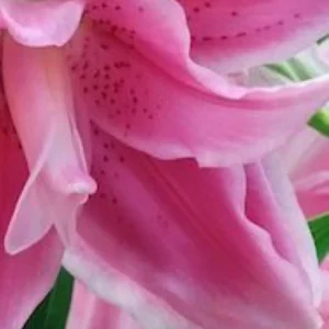 Pink lily close-up with speckled petals