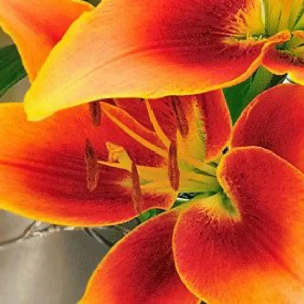 Vibrant orange lily blossoms showing stamens