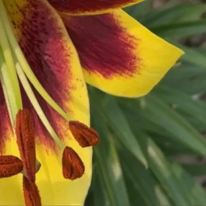 Yellow and red lily close-up.