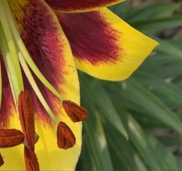 Yellow and red lily close-up.