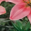 Close-up pink lily petals with green foliage