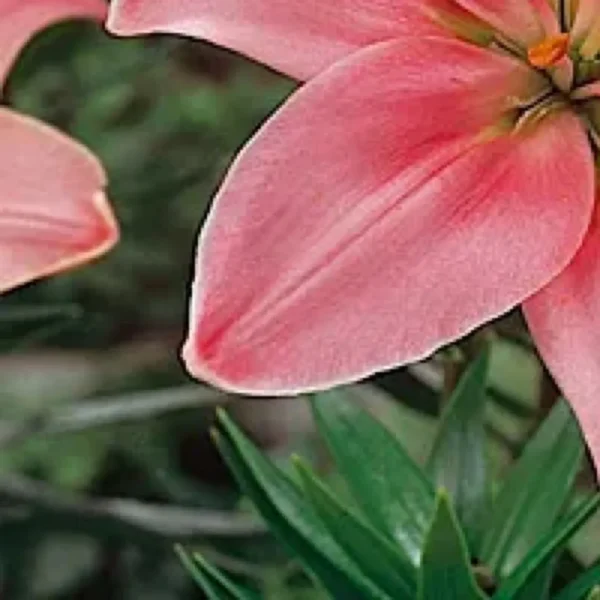 Close-up pink lily petals with green foliage