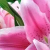 Close-up of vibrant pink lily flowers.