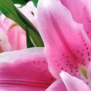 Close-up of vibrant pink lily flowers.