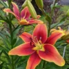Dew-kissed Avalon Sunset orange-red lily