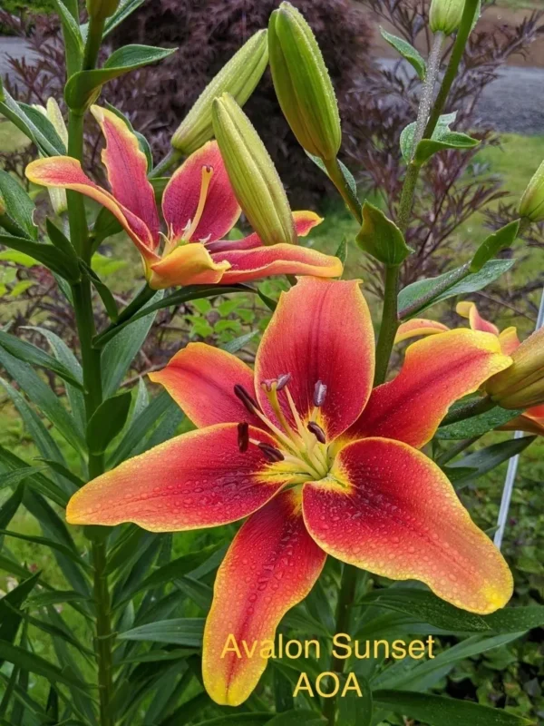 Dew-kissed Avalon Sunset orange-red lily