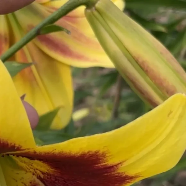 Yellow lily with red accents in garden.