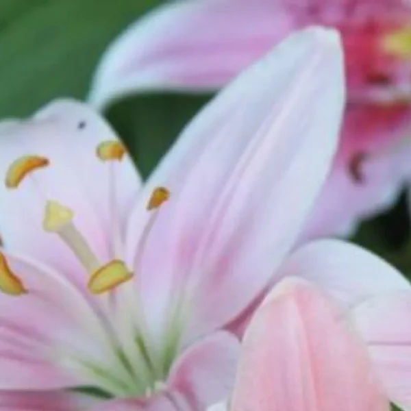 Close-up pink lily with yellow stamens