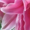 Close-up of pink lily petals with speckles