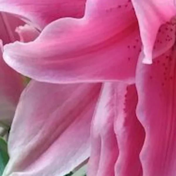 Close-up of pink lily petals with speckles