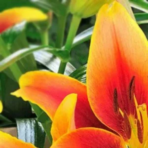 Sunset-hued lily blooms showing pollen