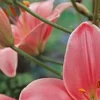 Close-up of pink lily flowers and buds