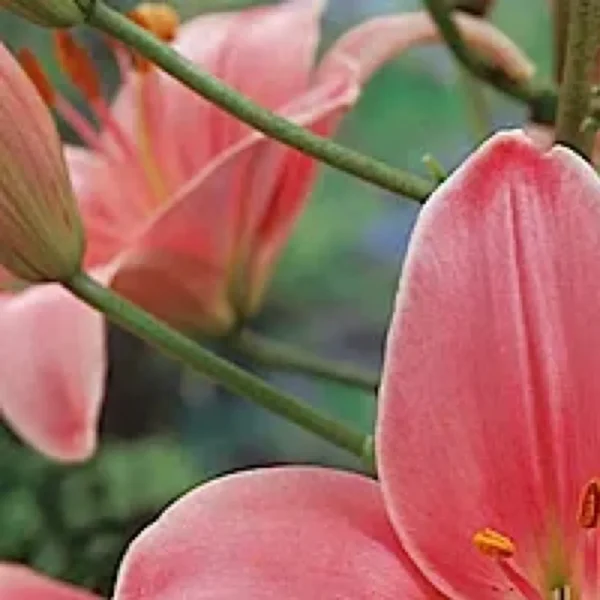 Close-up of pink lily flowers and buds