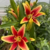 Vibrant red and yellow lily blooms