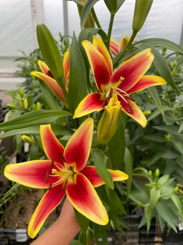 Vibrant red and yellow lily blooms