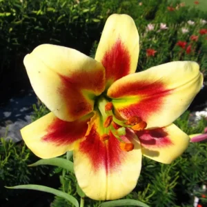 Yellow and red lily in sunlight.