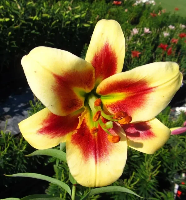 Yellow and red lily in sunlight.