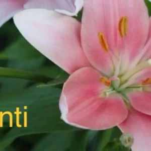 Pink lilies with green leaves background.