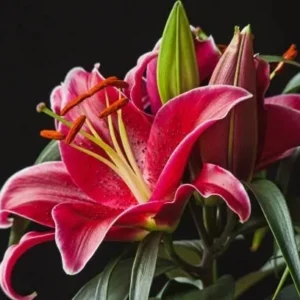 Vibrant pink lilies against dark backdrop