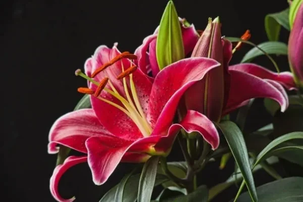 Vibrant pink lilies against dark backdrop
