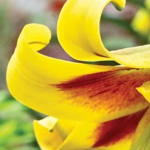 Yellow lily with red streaks, close-up.