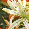 A close up of the flowers of an orange and white plant.