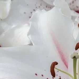 A close up of some white flowers with red spots