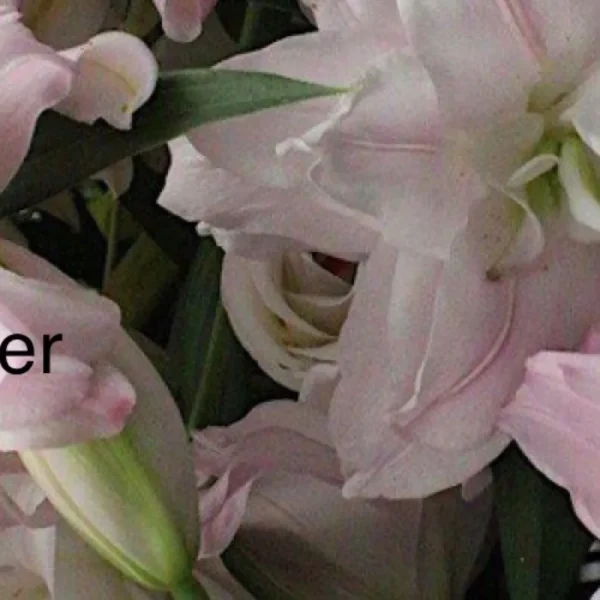 A close up of flowers with the word flower in front.