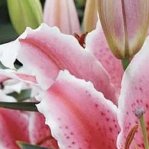 Pink lily bloom close-up with buds