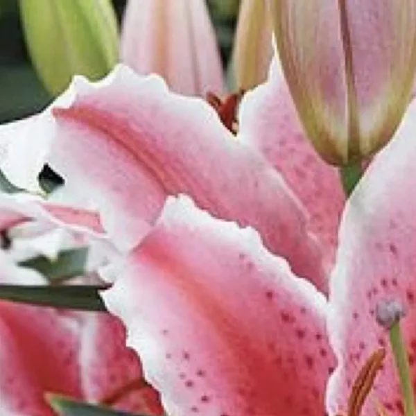 Pink lily bloom close-up with buds
