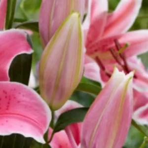 Vibrant pink lily buds and open blossoms