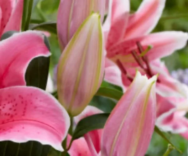 Vibrant pink lily buds and open blossoms