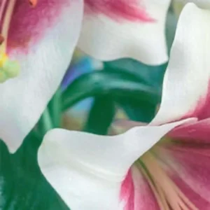 Curled white petals with magenta veins