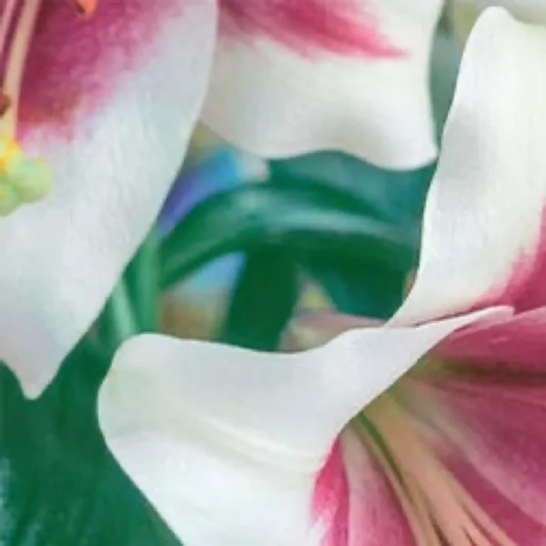 Curled white petals with magenta veins