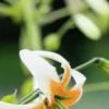 Orange-spotted white lily blossom