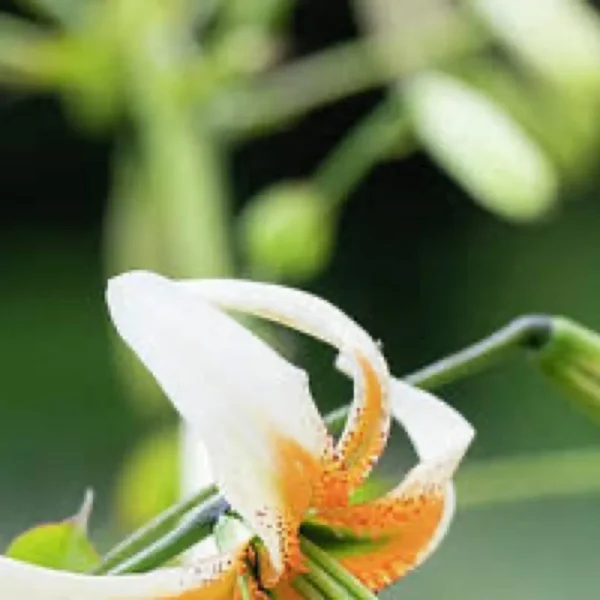 Orange-spotted white lily blossom