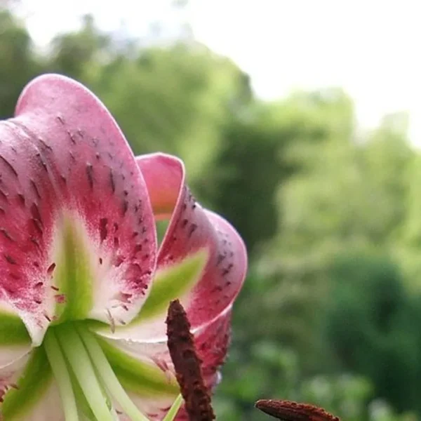 Speckled pink lily close-up against blurred greenery