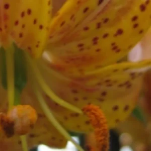 Close-up of spotted orange lily stamen