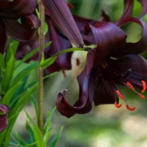 Dark purple lilies with green leaves.
