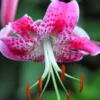 Close-up pink spotted lily with orange anthers