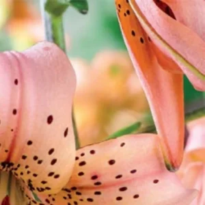 Close-up of peach spotted lily petals