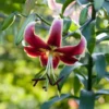 red and white lily with long stamens