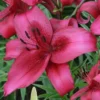 deep pink Asiatic lily with dark speckles