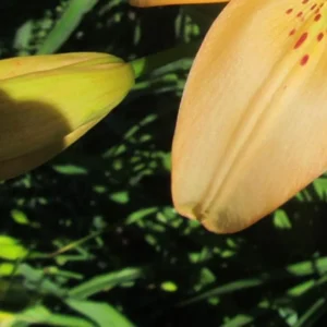 Yellow lily flower in sunlight, green background.